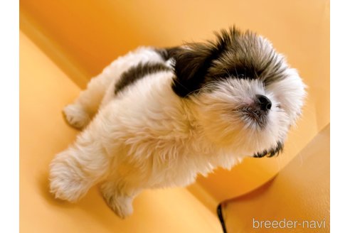 成約済の東京都のシーズー-344937の4枚目