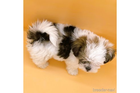 成約済の東京都のシーズー-344937の5枚目