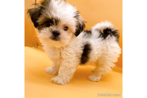 成約済の東京都のシーズー-344937の2枚目