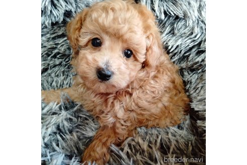 成約済の埼玉県のマルプー:マルチーズ×トイプードル-344938の13枚目