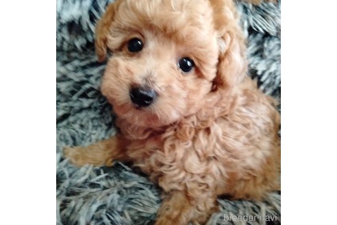 成約済の埼玉県のマルプー:マルチーズ×トイプードル-344938の8枚目