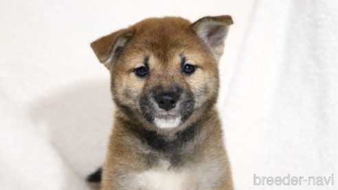 成約済の滋賀県の柴犬-344940の1枚目