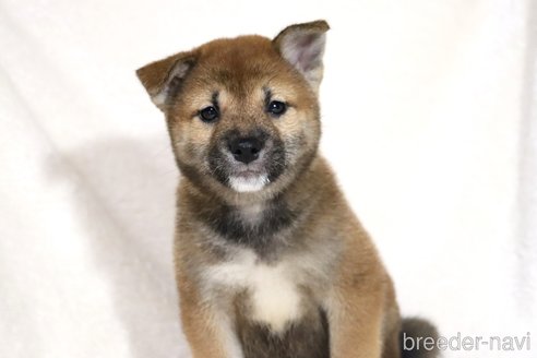 成約済の滋賀県の柴犬-344940の6枚目