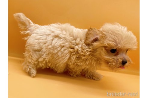 成約済の東京都のマルプー:マルチーズ×トイプードル-344941の2枚目