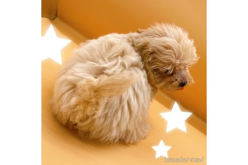 成約済の東京都のマルプー:マルチーズ×トイプードル-344941の3枚目