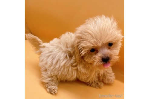 成約済の東京都のマルプー:マルチーズ×トイプードル-344941の4枚目