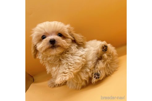 成約済の東京都のマルプー:マルチーズ×トイプードル-344941の5枚目