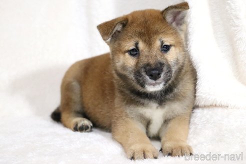 成約済の滋賀県の柴犬-344940の5枚目