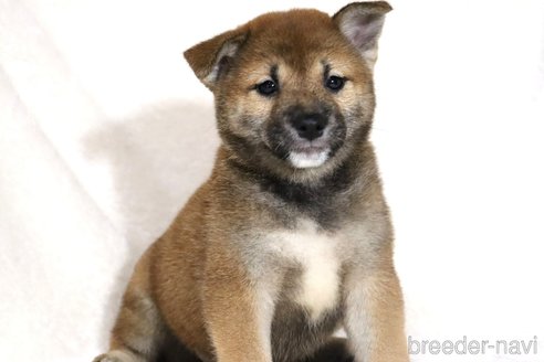 成約済の滋賀県の柴犬-344940の4枚目