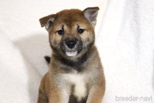成約済の滋賀県の柴犬-344940の2枚目