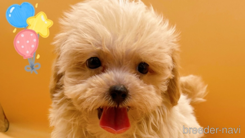 成約済の東京都のマルプー:マルチーズ×トイプードル-344941