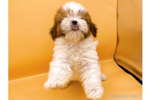 成約済の東京都のシーズー-344950の2枚目