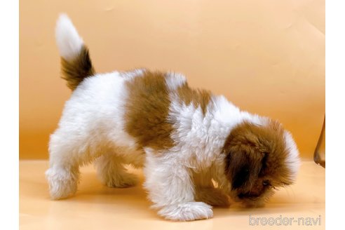 成約済の東京都のシーズー-344950の3枚目