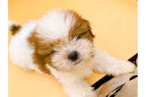 成約済の東京都のシーズー-344950の4枚目