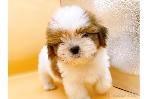 成約済の東京都のシーズー-344950の5枚目