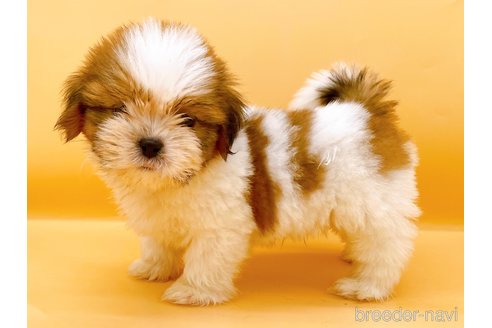 成約済の東京都のシーズー-344950の6枚目