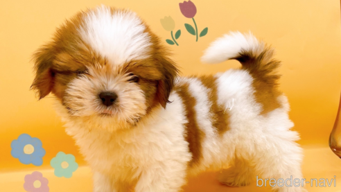 成約済の東京都のシーズー-344950の1枚目