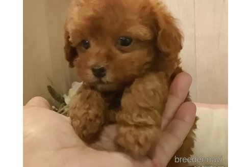 成約済の愛知県のティーカッププードル-344955の4枚目