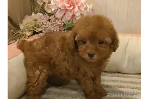 成約済の愛知県のティーカッププードル-344955の3枚目