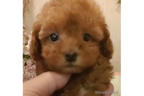 成約済の愛知県のティーカッププードル-344955の1枚目