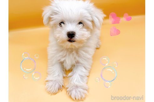 成約済の東京都のマルチーズ-344956の2枚目