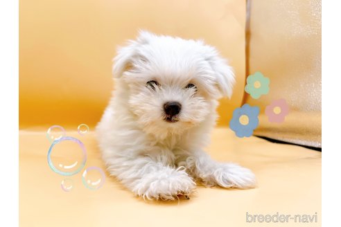 成約済の東京都のマルチーズ-344956の3枚目