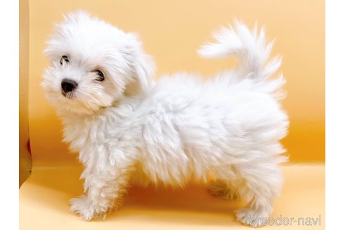 成約済の東京都のマルチーズ-344956の4枚目