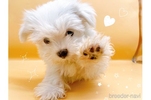 成約済の東京都のマルチーズ-344956の5枚目