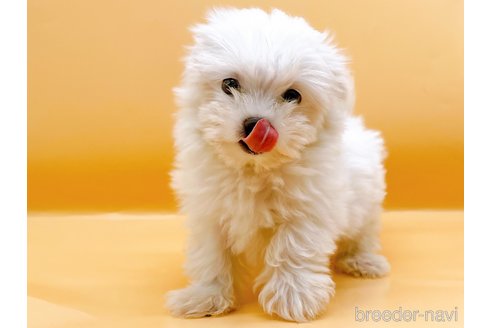 成約済の東京都のマルチーズ-344956の6枚目