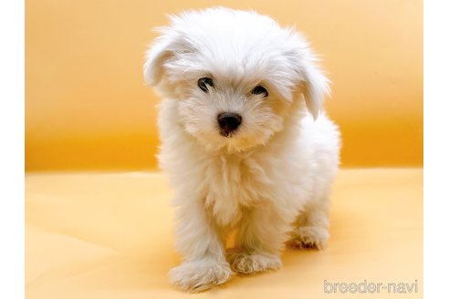 成約済の東京都のマルチーズ-344956の7枚目