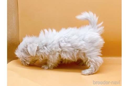 成約済の東京都のマルチーズ-344956の8枚目