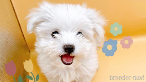 成約済の東京都のマルチーズ-344956