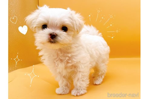 成約済の東京都のマルチーズ-344959の3枚目