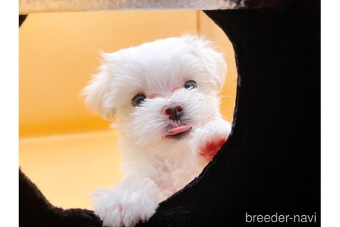 成約済の東京都のマルチーズ-344959の4枚目