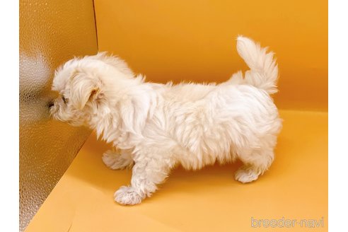 成約済の東京都のマルチーズ-344959の5枚目