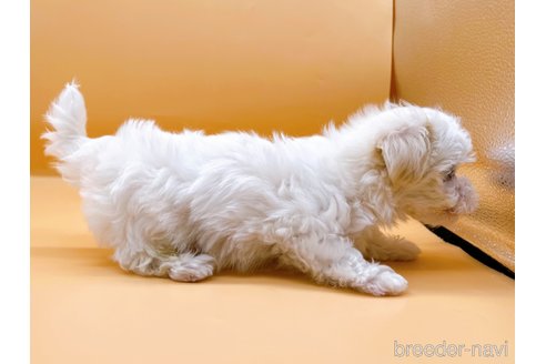 成約済の東京都のマルチーズ-344959の6枚目