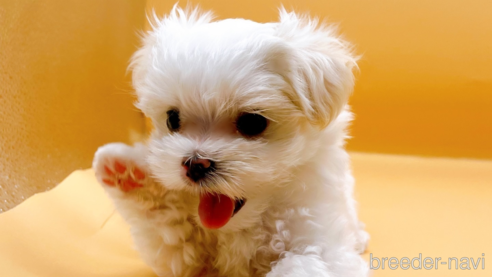 成約済の東京都のマルチーズ-344959の2枚目