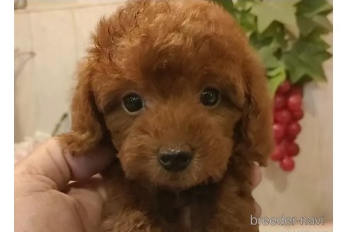 成約済の愛知県のティーカッププードル-344960の4枚目