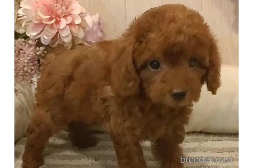 成約済の愛知県のティーカッププードル-344960の2枚目