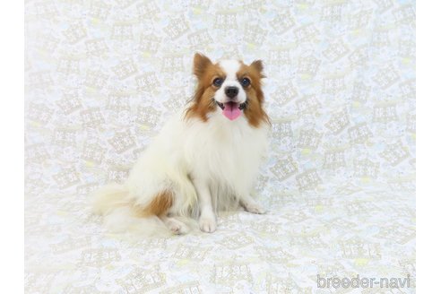 成約済の千葉県のパピヨン-341195の3枚目