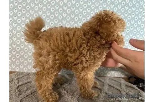 成約済の愛知県のティーカッププードル-344963の5枚目