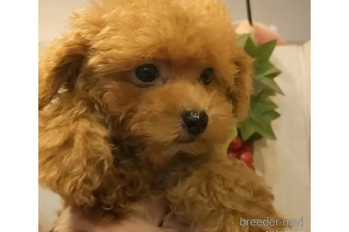 成約済の愛知県のティーカッププードル-338041の4枚目