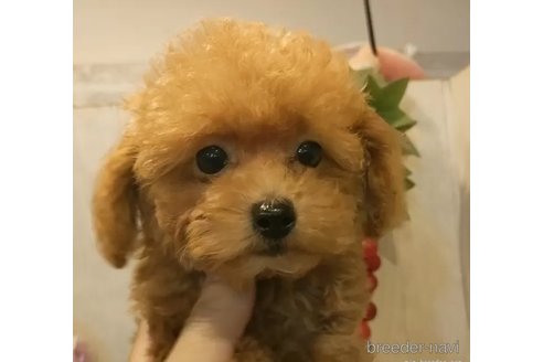 成約済の愛知県のティーカッププードル-338041の3枚目