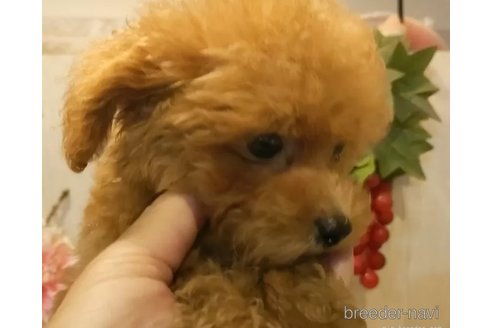 成約済の愛知県のティーカッププードル-338041の2枚目
