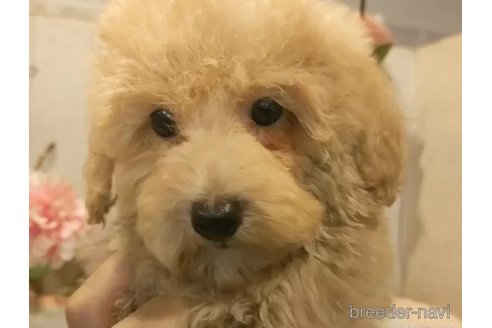 成約済の愛知県のティーカッププードル-338035の3枚目