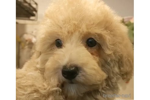 成約済の愛知県のティーカッププードル-338035の2枚目