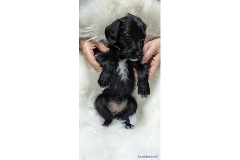 成約済の熊本県のミックス犬-344978の14枚目