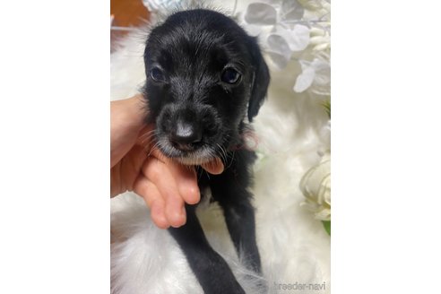 成約済の熊本県のミックス犬-344978の15枚目