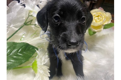 成約済の熊本県のミックス犬-344978の16枚目