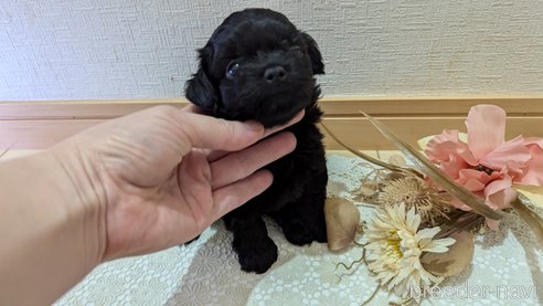 成約済の広島県のチワプー:チワワ×トイプードル-341840の19枚目